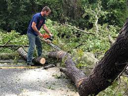 How Our Tree Care Process Works  in  Columbia, TN