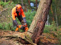 Best Tree Risk Assessment  in Columbia, TN