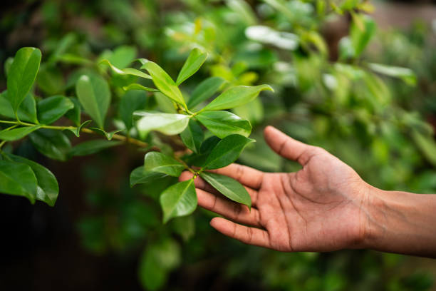 Columbia, TN Tree Care Services Company