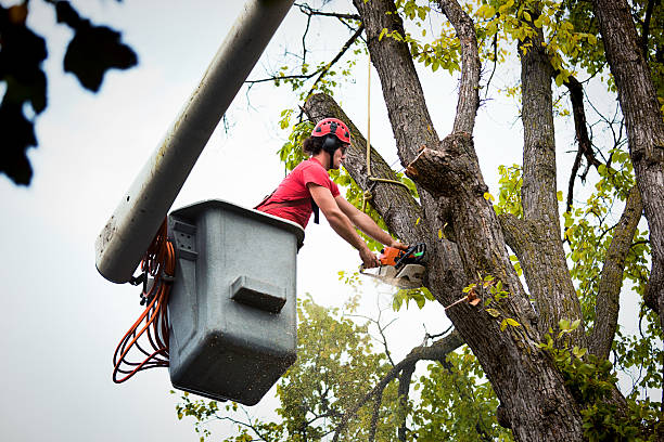 Best Commercial Tree Services  in Columbia, TN