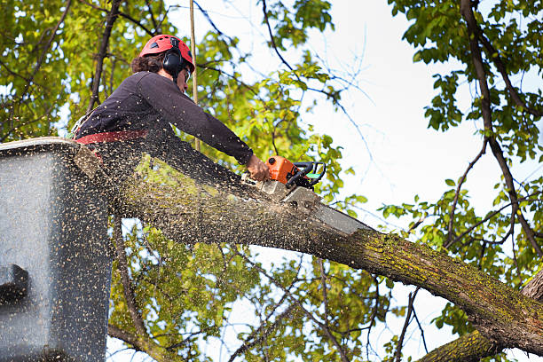 Best Lawn Watering Services  in Columbia, TN