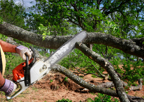 Best Weed Control  in Columbia, TN